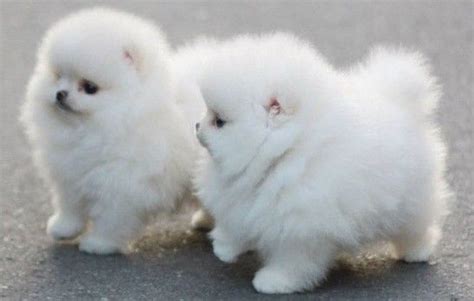 Fluffy White Snowball Puppies Cute Animals Baby Animals Cute Teacup