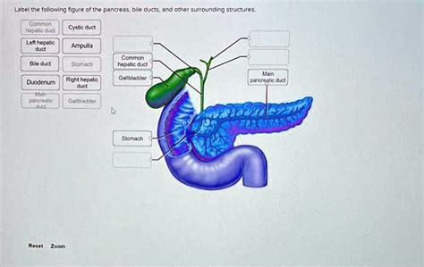 Solved Label The Following Figure Of The Pancreas Bile Ducts And