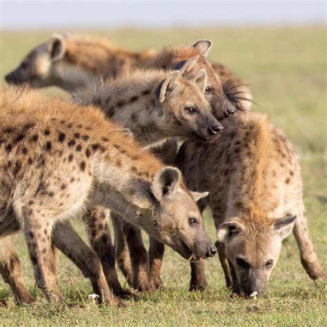 Inheritance Of Rank Hyena Mothers Pass Their Social Networks To Their Cubs