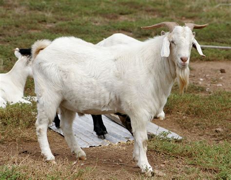 Evolution Of Domestic Goats Nyk Daily