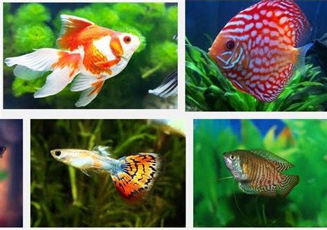 Jenis Ikan Hias Aquarium Terlengkap Yang Mudah Dipelihara