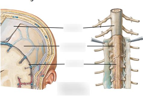 Diagram Of Meninges Quizlet