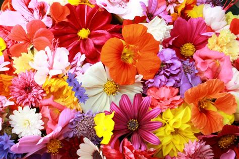 Colorful Flower Carpet Hd Spring Wallpaper