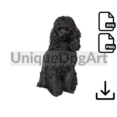 Black Poodle Png Clipart Printable Unique Sitting Dog Art Etsy Australia