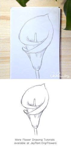 How To Draw A Calla Lily Step By Step JeyRam Spiritual Art