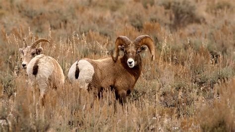 Wgfd To Open Bighorn Sheep Hunting To The Owl Creek Portion Of Area 5