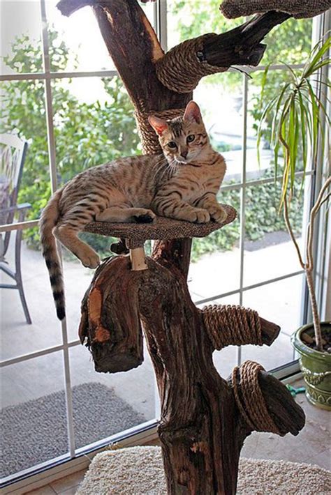 You can get a cat tree that looks like a tree. 20+ Most Popular Cat Tree Ideas You Will Love | FallinPets