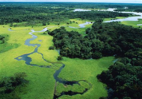 Foresta Amazzonica Brasile 7 Milioni Di Km² Di Vegetazione
