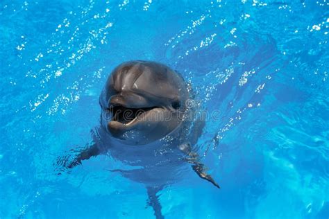 Smiling Dolphin Dolphins Swim Stock Image Image Of Oceanography