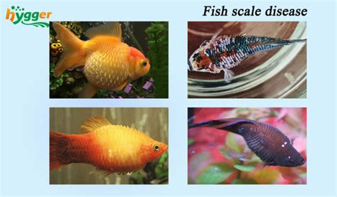 Fish Scale Disease Symptoms And Treatment Hygger