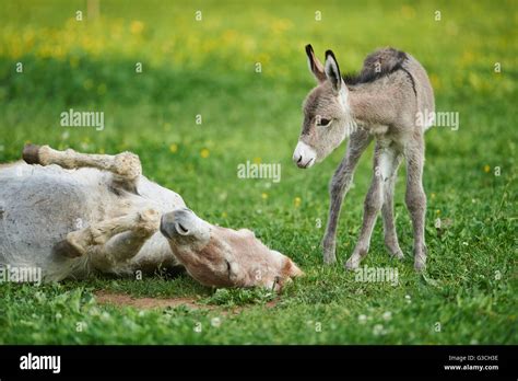 Donkey Equus Asinus Asinus Mother And Foal Meadow Are Lying And