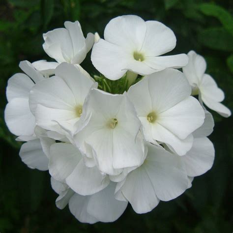 Beautiful Sweet Smelling White Phlox Flowers Of Ada Salter Flickr