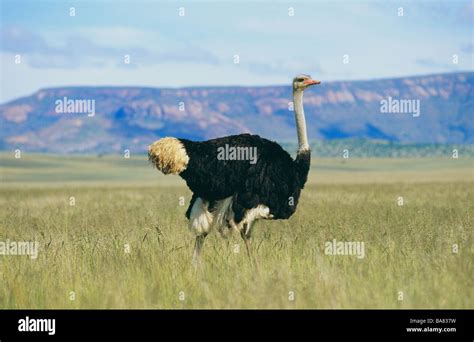 Ostrich Standing On Meadow Struthio Camelus Stock Photo Alamy