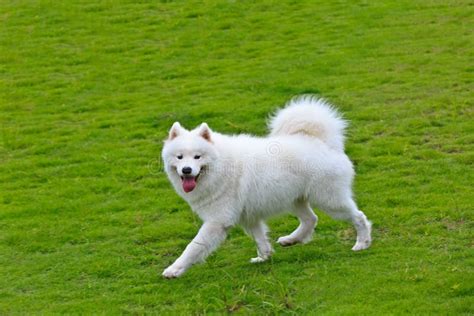 Samoyed Dog Running Stock Photo Image Of Color Canines 44129668