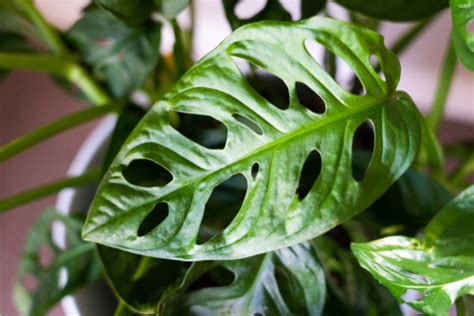 Please follow reddit's rules on promotion. Monstera Adansonii Care - Indoor Plant Center