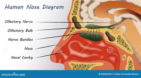 Human Nose Diagram Stock Vector Image Of Organ Cavity 63045440