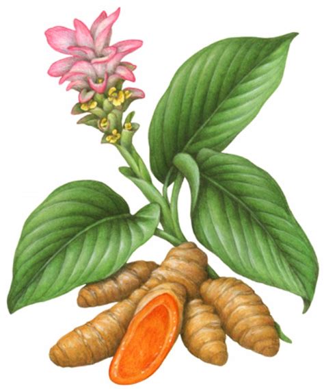 Turmeric Plant Herb Botanical Illustration PNG 978x1174px Turmeric