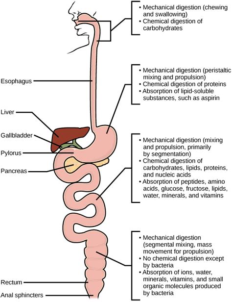 Digestive System Processes Biology Ii
