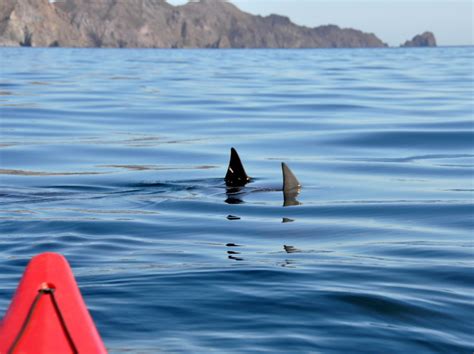 The Amazing Flying Mantas Of The Sea Of Cortez Mantawatch