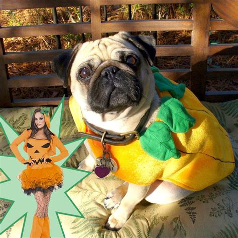 15 Pugs That Are Redefining The Sexy Costume This Halloween