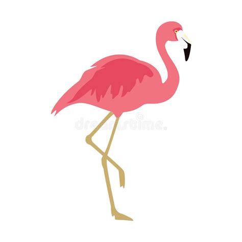 Vector Illustration Pink Flamingo Stock Vector Illustration Of