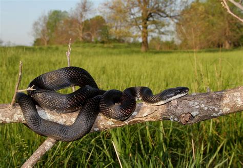 Western Ratsnake Snakes Of Louisiana · Inaturalist