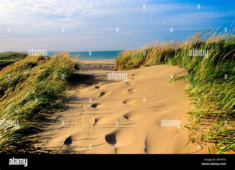 Sand Dunes Cavendish Beach Pei National Park Prince Edward Island