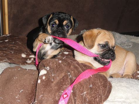 All The Toys And The Puggles Just Love To Tug On A 5 Dollar Leash