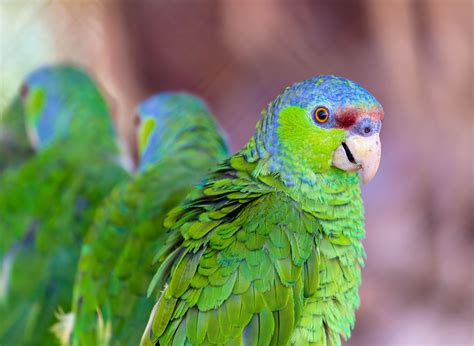 Lilac Crowned Amazon Parrot Bird Species Profile
