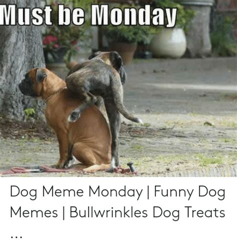 24 Funny Dog Memes Monday Factory Memes