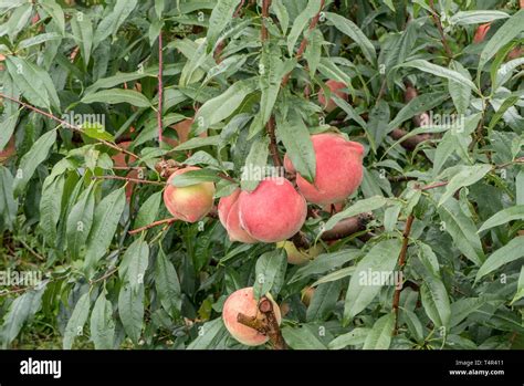 Peaches Tree Fruit Hi Res Stock Photography And Images Alamy