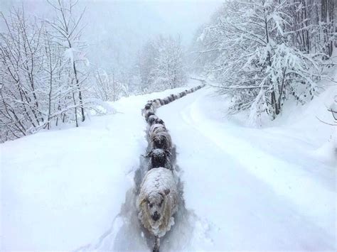 Interesting Photo Of The Day Train Of Sheep Brave Harsh Winter Weather