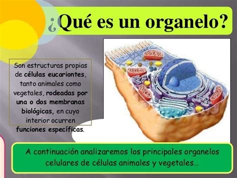 Biologia Celular Estructura Y FunciÓn De OrgÁnulos Celulares Y NÚcleo