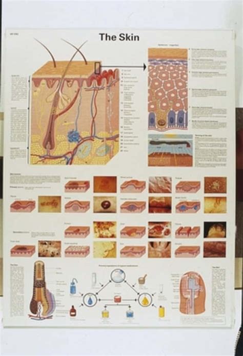 3b Scientific Skin Chart Dimensions L X W 670 X 500mm Products