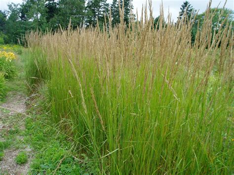 Lovegrass Farm Calamagrostis X Acutiflora Karl Foerster At Lovegrass