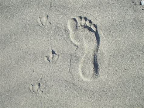 Footprints In The Sand On Waihi Beach Summer Sand Seagul Water