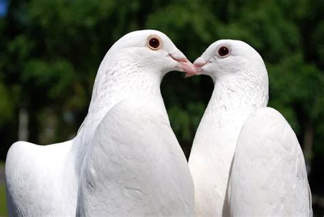 Pigeons In Love — Stock Photo © Olegator1977 1589452