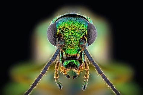 Extreme Macro Photography Of Insect By Paulo Latães 99inspiration