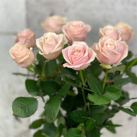 10 Rosa Sweet Avalanche Nova Blooms Uk