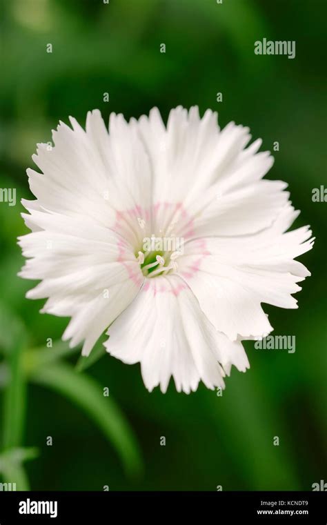 Feathered Pink Dianthus Plumarius Federnelke Dianthus