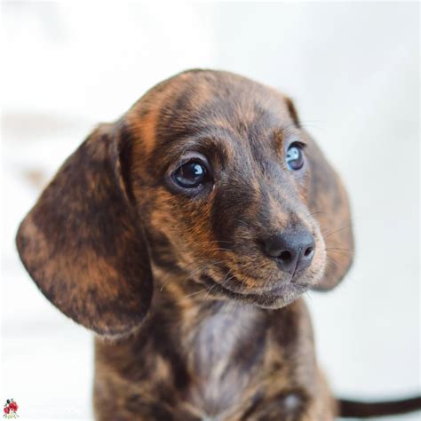 We started out with just a ckc male that we fell in love with and couldn't stop there! SOUTHERN CALIFORNIA DACHSHUNDS DOS DOXIES - Main