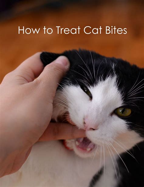 Follow These Immediate Steps For Treating Cat Bites Cat Biting Cats
