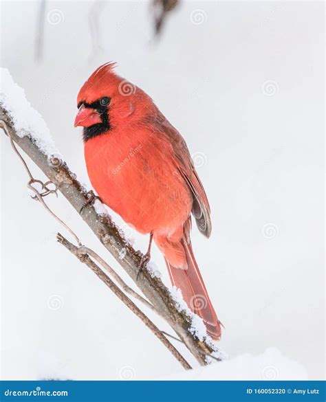 A Beautiful Male Cardinal Sits On Tree Branch On Snowy Day Stock Photo