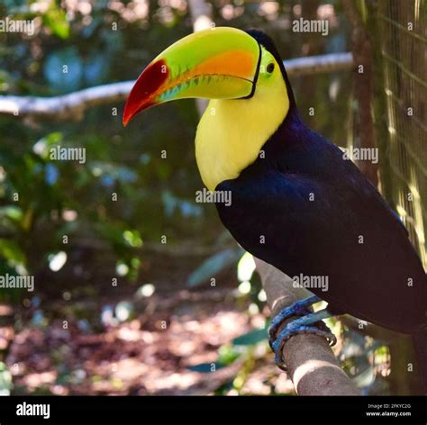 A Beautiful Keel Billed Toucan The National Bird Of Belize Stock Photo