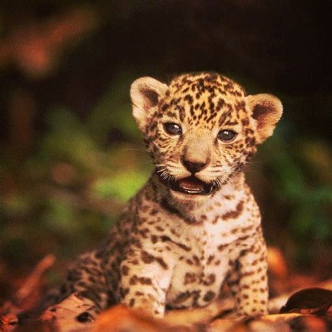 The 25 Best Baby Jaguar Ideas On Pinterest Baby Leopard Snow