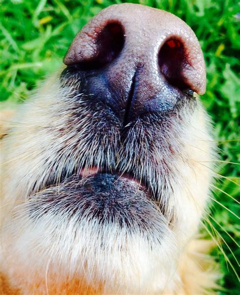 My Dog Gracies Snout Sweet Dogs Dogs Photography
