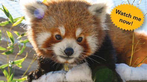 Oklahoma City Zoo Launches Red Panda Live Cam To Keep Fans Entertained