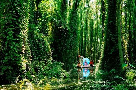 The Most Beautiful Mangrove Forests In Vietnam