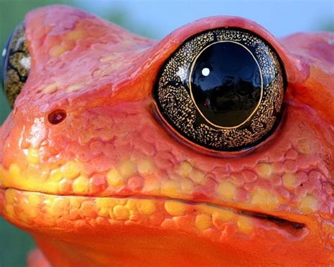 Animals With Beautiful Eyes Stunning Close Ups