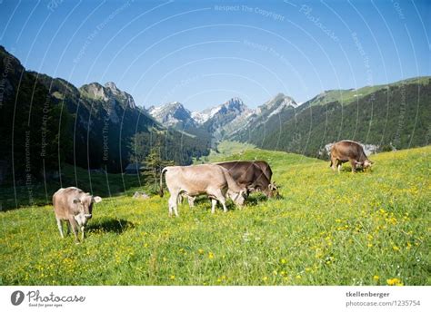 Mountain Pasture A Royalty Free Stock Photo From Photocase